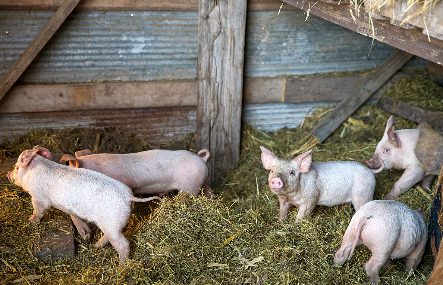 Pigs4